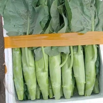 菜心，广东菜心，货源充足，供货稳定，自己种植可视频看货