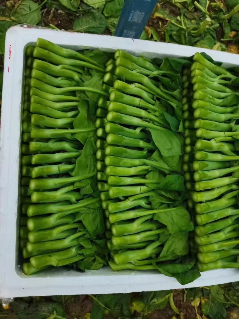 菜心，广东菜心，货源充足，供货稳定，自己种植可视频看货