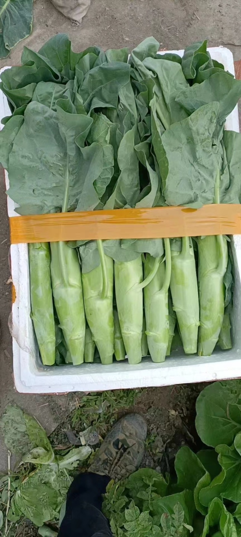 菜心，广东菜心，货源充足，供货稳定，自己种植可视频看货