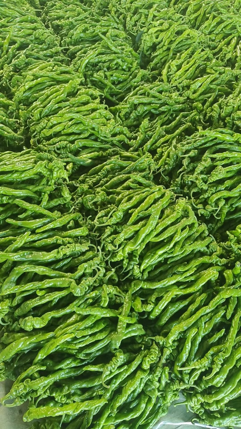 精品辣椒陇椒货源充足量大从优质量保证，可以视频货