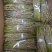 (包邮)四川叠鞘石斛鲜条，批发，零售。可榨汁，保汤，泡酒