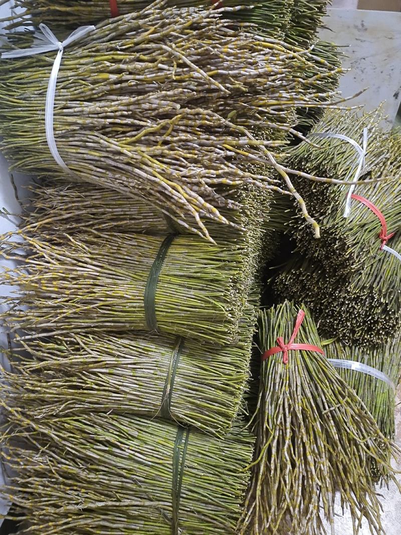 (包邮)四川叠鞘石斛鲜条，批发，零售。可榨汁，保汤，泡酒