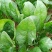 菠菜