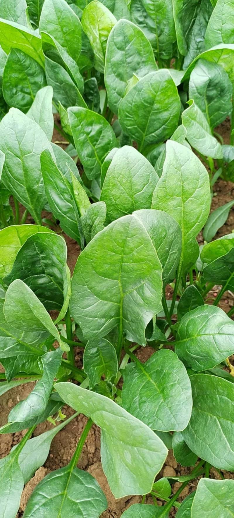 菠菜