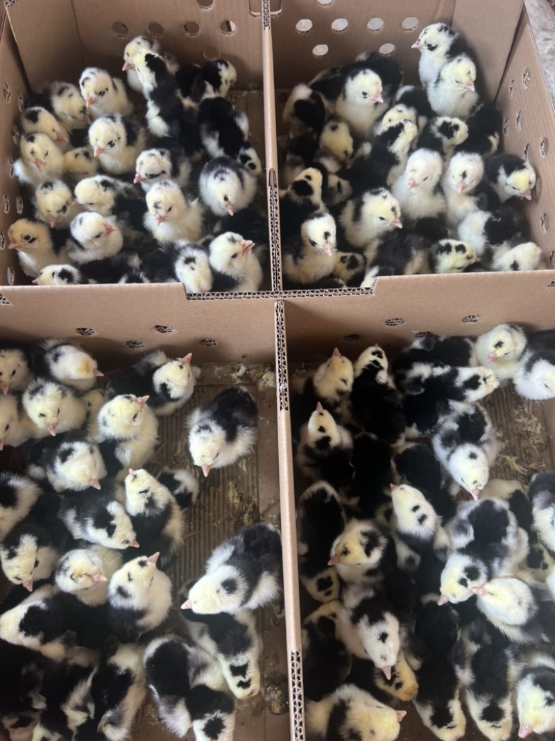 鸡苗贵妃鸡苗厂家直销，存活率高，质量保证，全国均可发货