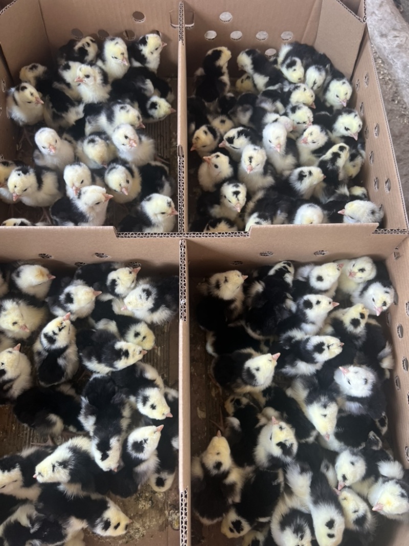 鸡苗贵妃鸡苗厂家直销，存活率高，质量保证，全国均可发货
