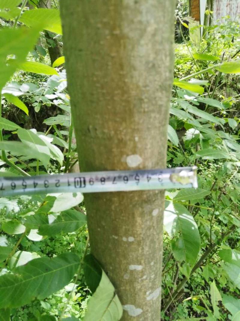 新鲜绵阳黄柏，**特惠！