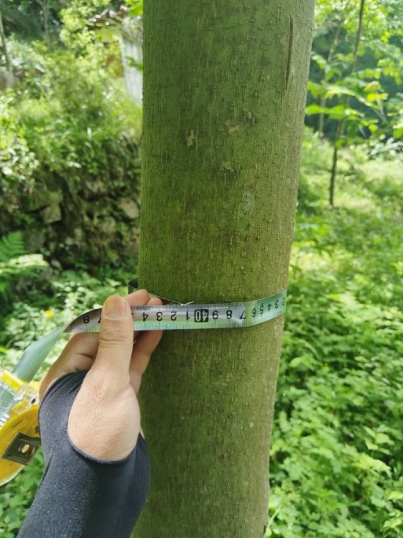 新鲜绵阳黄柏，**特惠！
