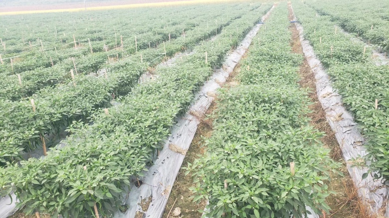 兴平市辣椒种植基地航拍图