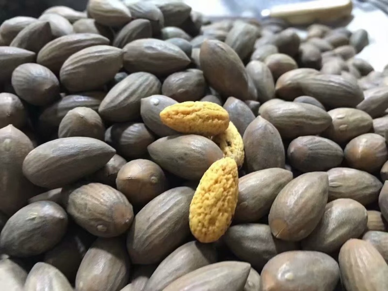 香榧坚果营养价值高零售批发产地发货一手货源全国发货
