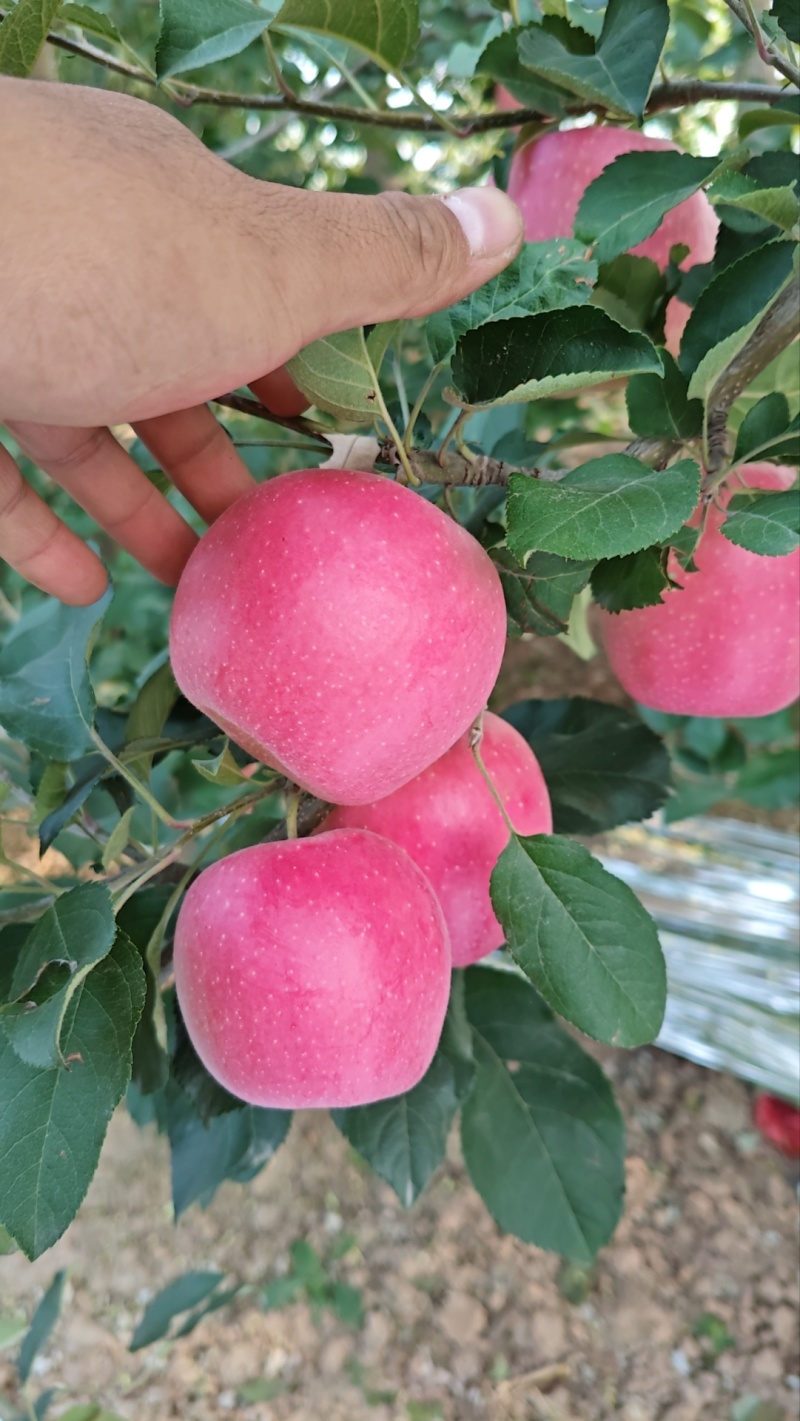 瑞香红苹果
