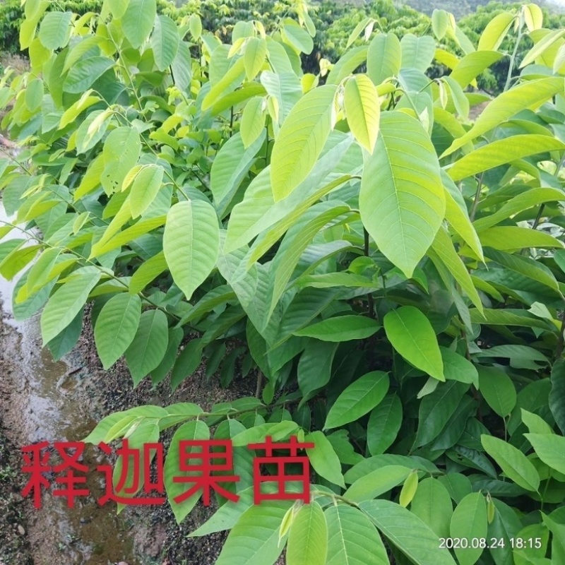 正宗台湾释迦佛陀果树苗盆栽地栽果树苗四季种植果树苗