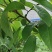 正宗台湾释迦佛陀果树苗盆栽地栽果树苗四季种植果树苗