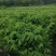 正宗台湾释迦佛陀果树苗盆栽地栽果树苗四季种植果树苗