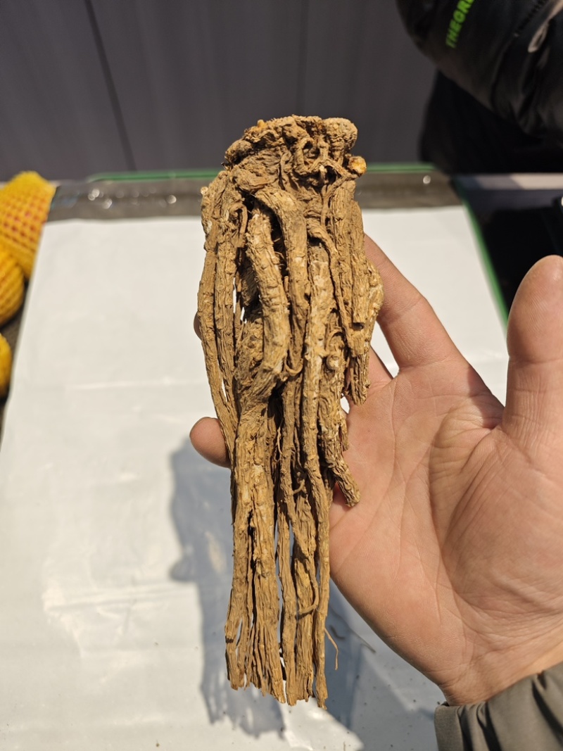 甘肃岷县当归正品整根全片中药材油足味浓无硫