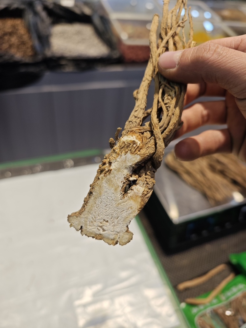 甘肃岷县当归正品整根全片中药材油足味浓无硫
