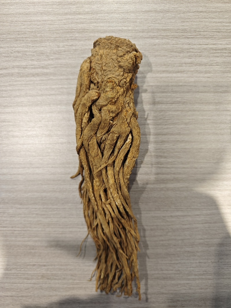 甘肃岷县当归正品整根全片中药材油足味浓无硫