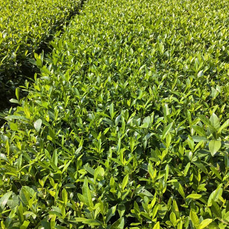 苗圃直供四季栀子花中叶栀子花苞多易成活好养护量大从优