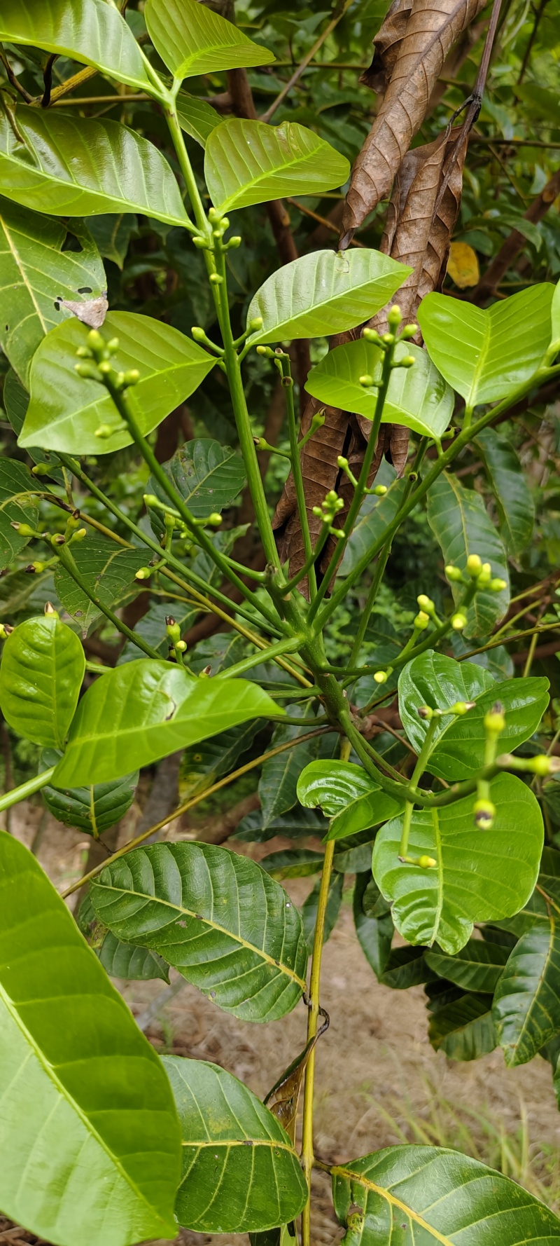 黑榄大油榄苗工艺苗