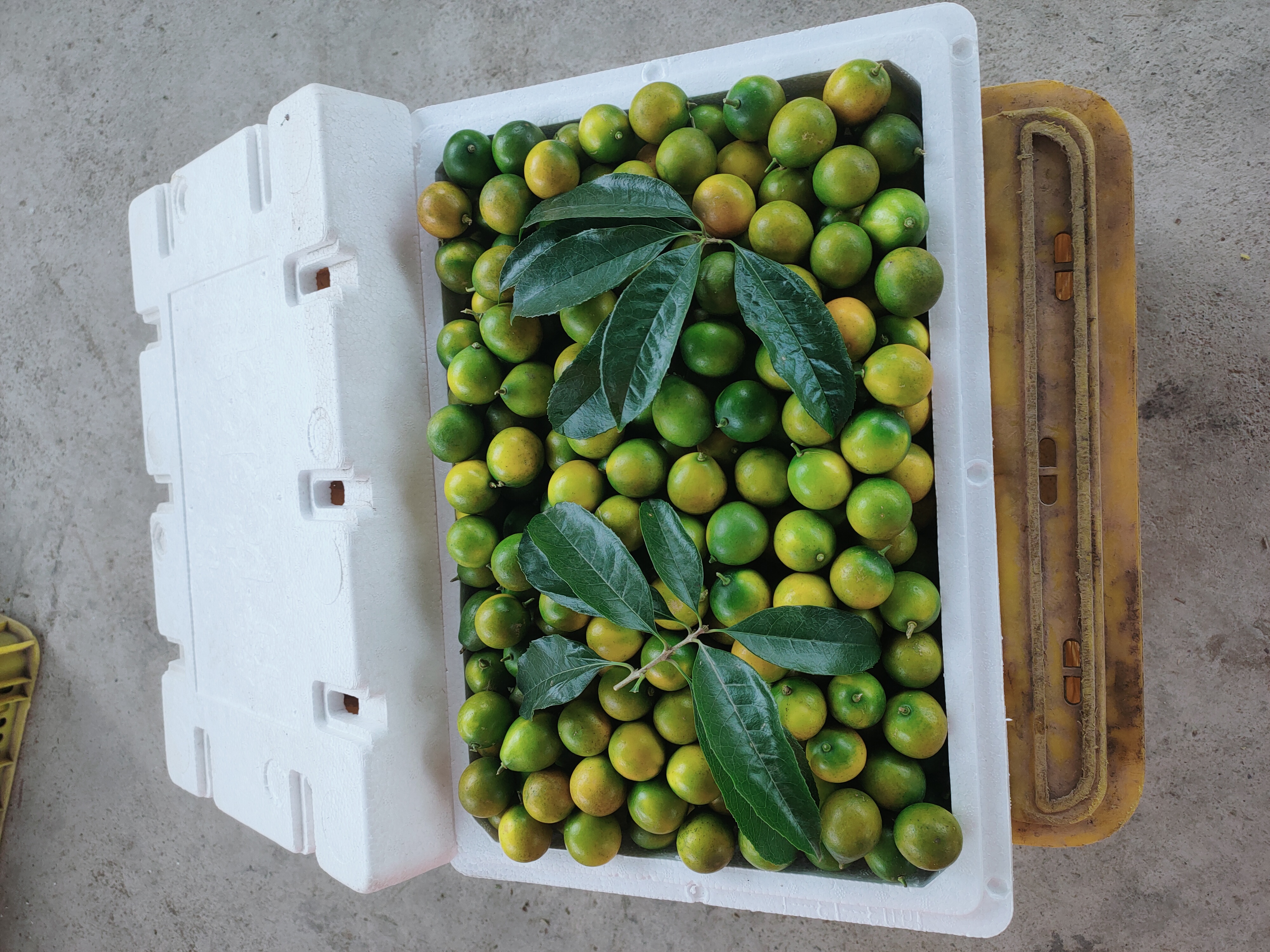 脆皮金桔特写图