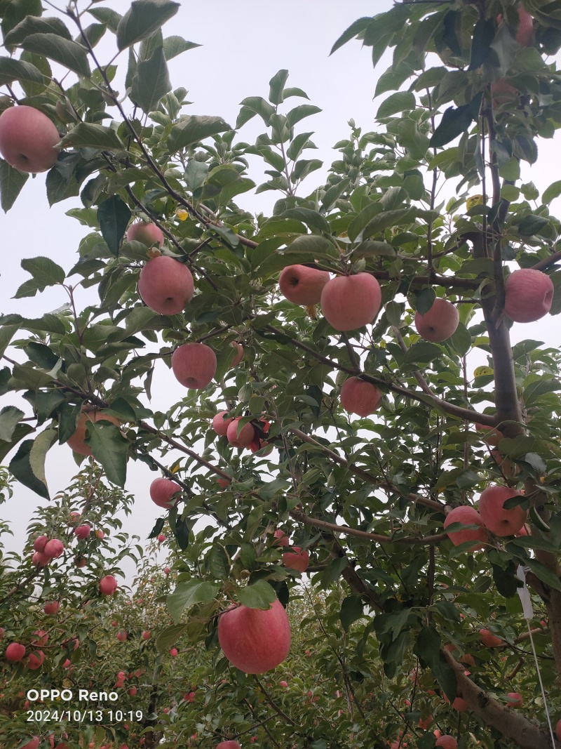 农家肥甜脆寒富苹果，清甜口