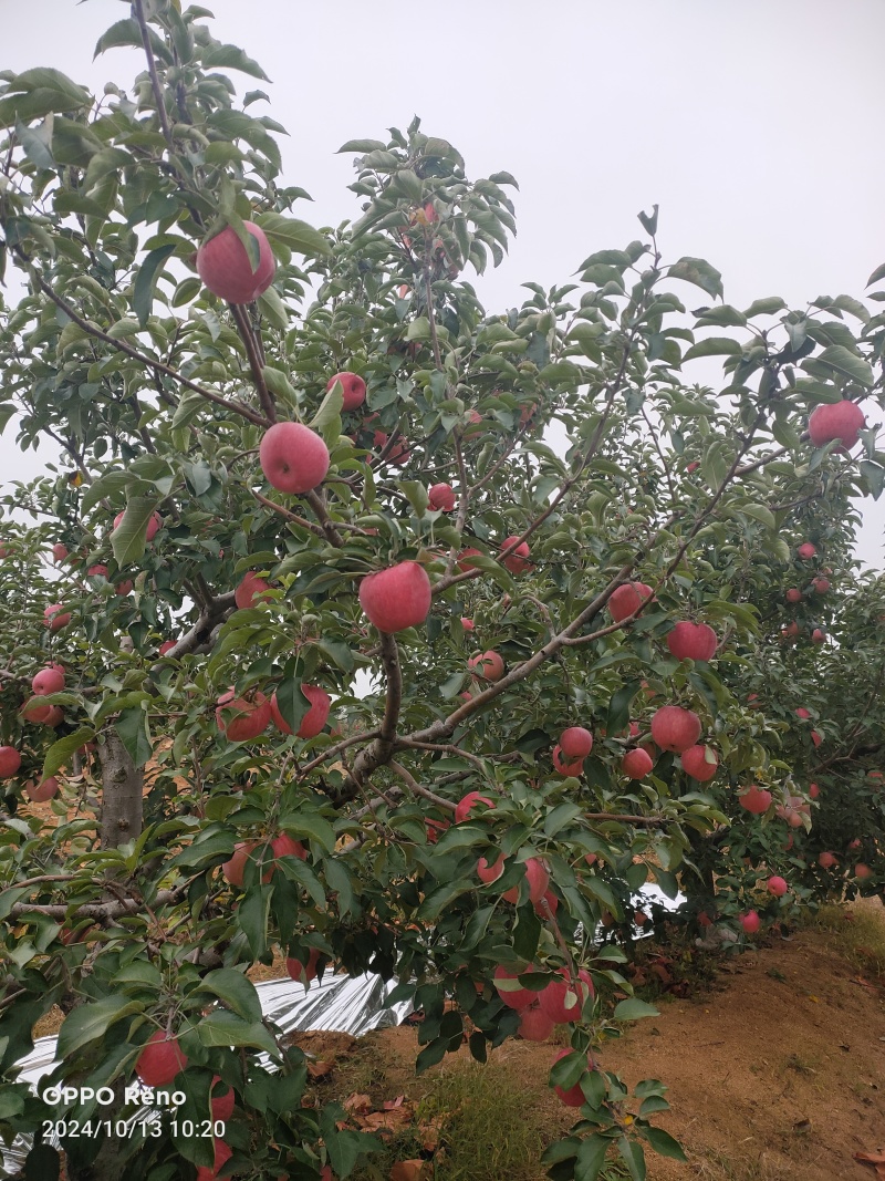 农家肥甜脆寒富苹果，清甜口