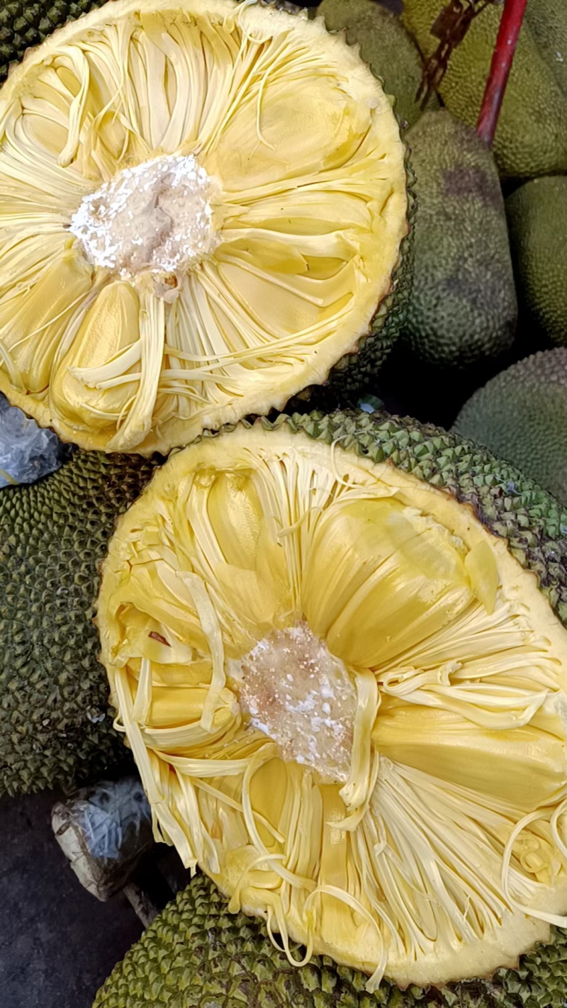 马来一号