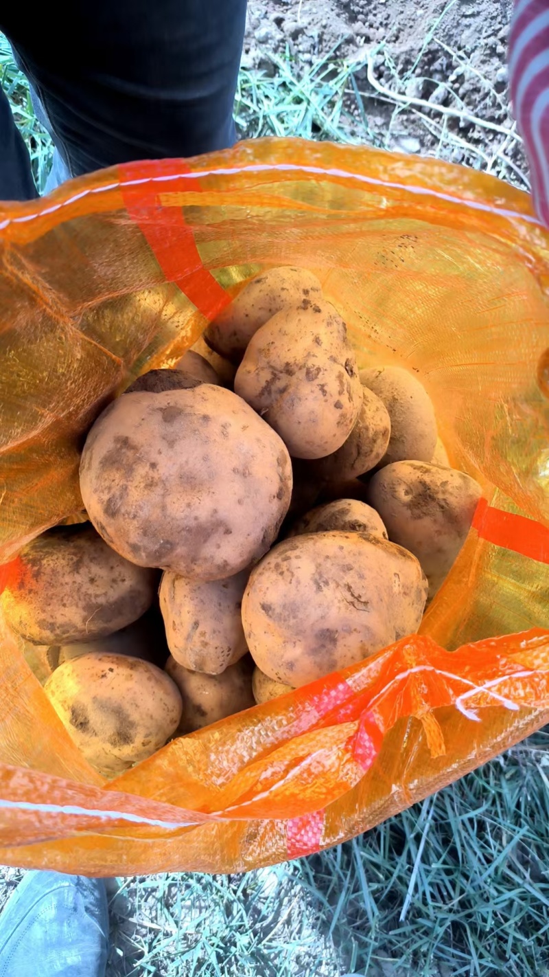 庆阳宁县土豆，大量上市需要的老板联系