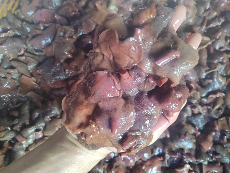 红乳牛肝菌盐水菌乳牛肝菌90斤/件产地直销