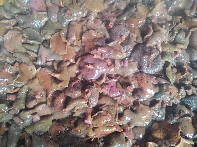 红乳牛肝菌盐水菌乳牛肝菌90斤/件产地直销