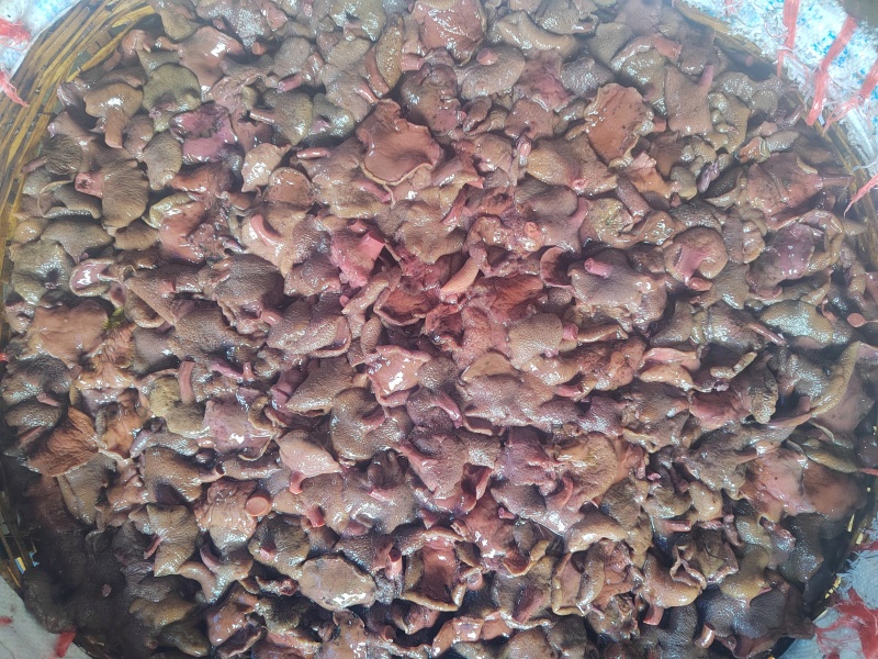 红乳牛肝菌盐水菌乳牛肝菌90斤/件产地直销