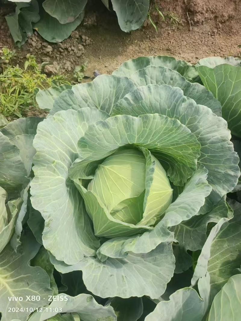 精品京丰一号甘蓝；包菜：平顶包菜：一手货源：