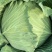 精品京丰一号甘蓝；包菜：平顶包菜：一手货源：