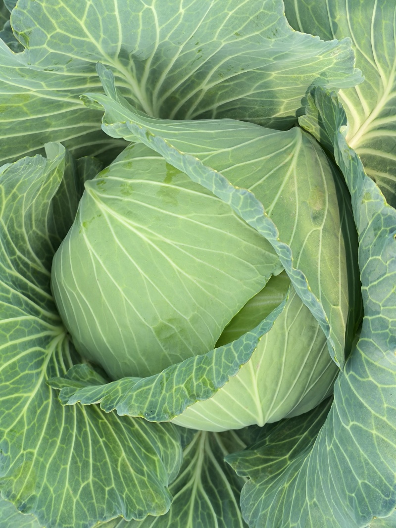 精品京丰一号甘蓝；包菜：平顶包菜：一手货源：