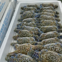 精品蓝花蟹.冻（实力工厂）产地直销货源充足欢迎选购
