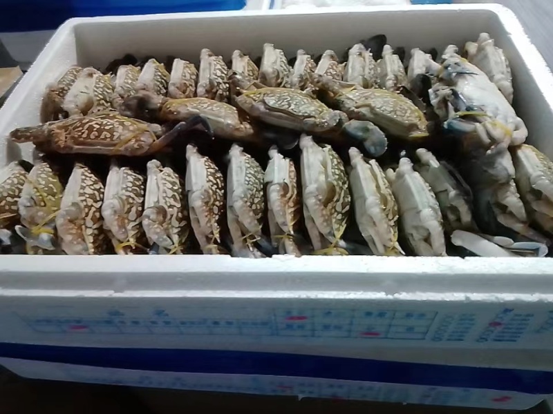 精品蓝花蟹.冻（实力工厂）产地直销货源充足欢迎选购