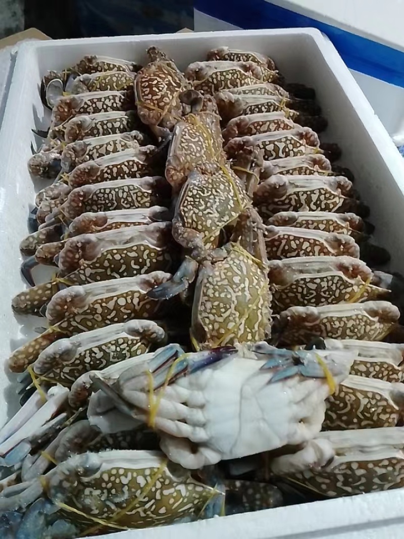 精品蓝花蟹.冻（实力工厂）产地直销货源充足欢迎选购