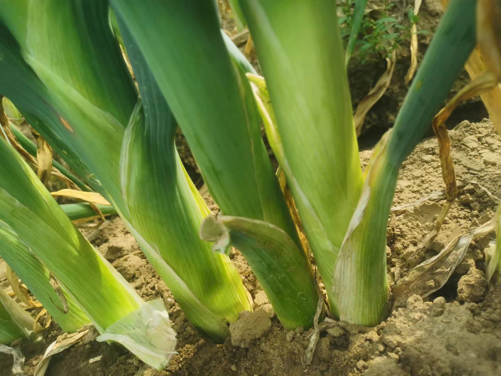 章丘大葱烹饪应用场景图