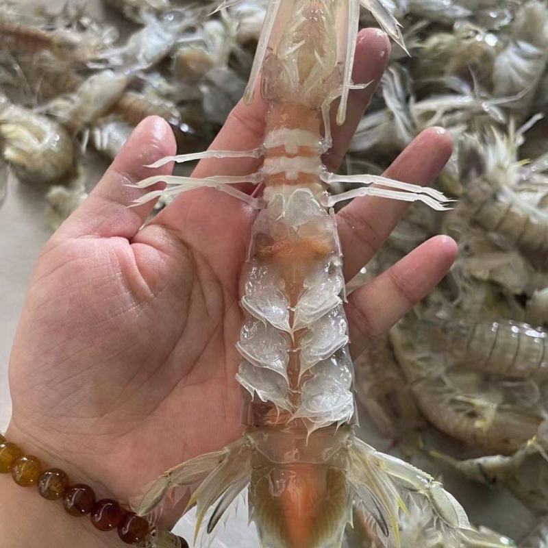 精品皮皮虾.活熟冻（实力工厂）产地直销大量有货