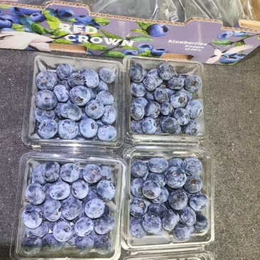 精品蓝莓12盒装规格14-18+A级重量