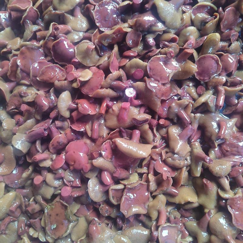 精选1-2红牛肝菌红乳牛肝菌盐制牛肝菌腌制红乳盐水菌