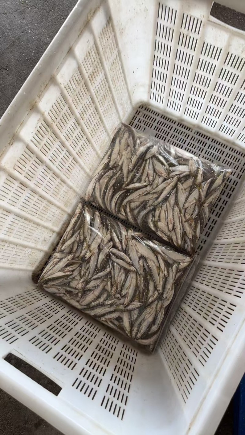 开肚餐条小白条小刁子鱼