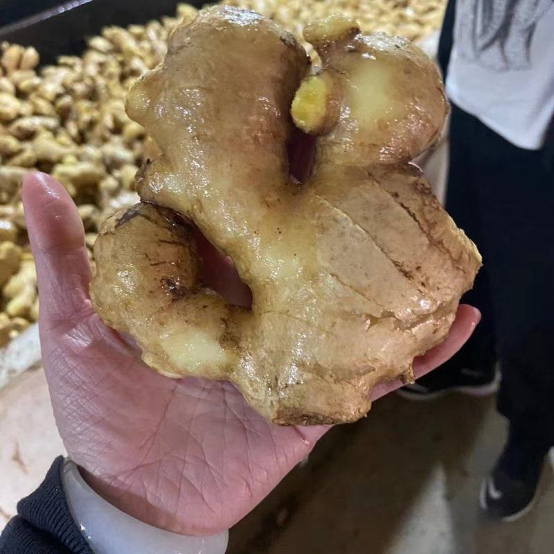 优质姜母手工挑选无坏无杂志供电商市场食品厂制药厂