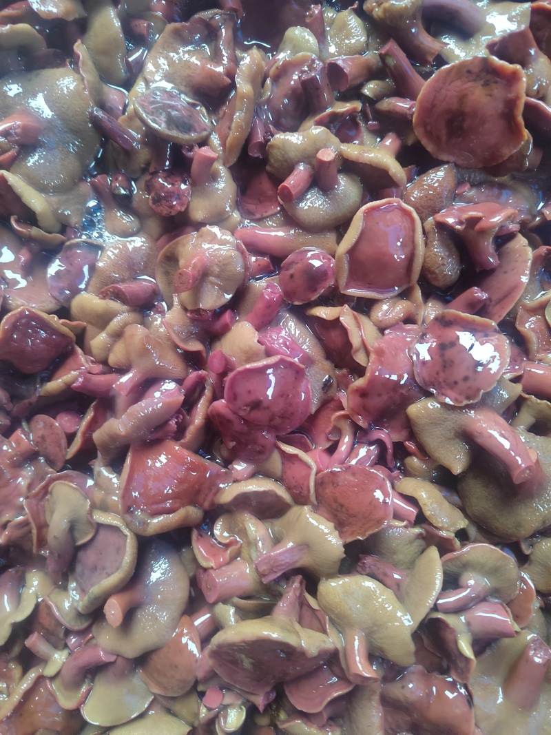 精选1-2红牛肝菌红乳牛肝菌盐制牛肝菌腌制红乳盐水菌