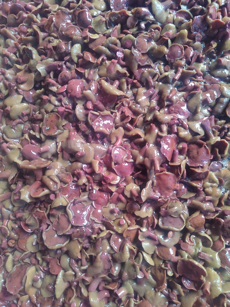 精选1-2红牛肝菌红乳牛肝菌盐制牛肝菌腌制红乳盐水菌