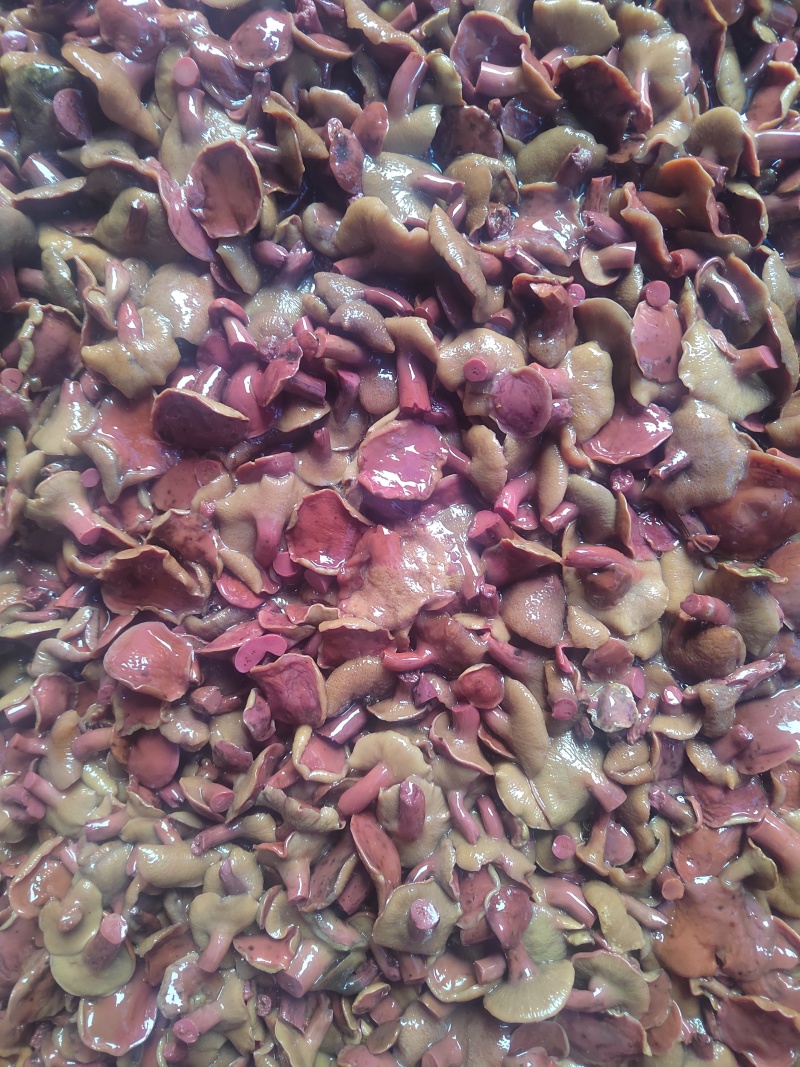 精选1-2红牛肝菌红乳牛肝菌盐制牛肝菌腌制红乳盐水菌