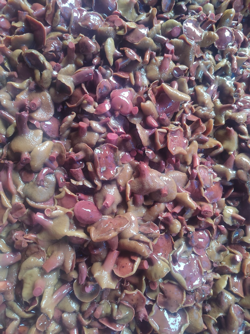 精选1-2红牛肝菌红乳牛肝菌盐制牛肝菌腌制红乳盐水菌