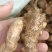 优质姜母手工挑选无坏无杂志供电商市场食品厂制药厂