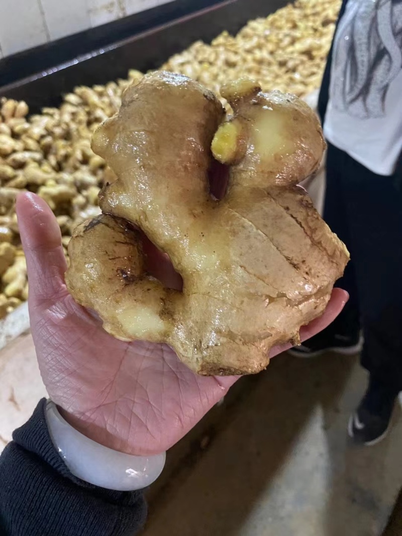 优质姜母手工挑选无坏无杂志供电商市场食品厂制药厂