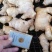 优质姜母手工挑选无坏无杂志供电商市场食品厂制药厂
